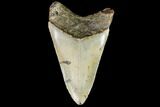 Fossil Megalodon Tooth - North Carolina #108899-2